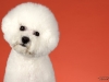 4Bichons001