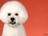 4Bichons002