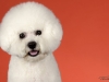 4Bichons003