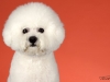 4Bichons004