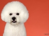 4Bichons005