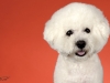 4Bichons006
