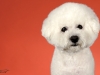 4Bichons007