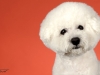 4Bichons008