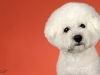 4Bichons009