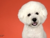 4Bichons010