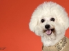 4Bichons011