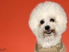 4Bichons012