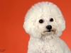 4Bichons013