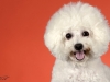 4Bichons014