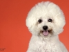 4Bichons015