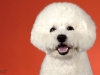 4Bichons016