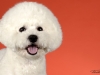 4Bichons017