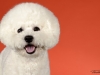 4Bichons018