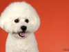 4Bichons019