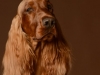 IrishSetter001