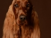 IrishSetter002