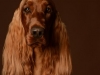 IrishSetter003