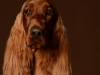 IrishSetter004