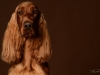 IrishSetter005