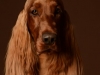 IrishSetter006