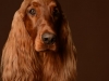 IrishSetter007