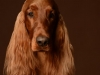 IrishSetter008