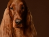 IrishSetter009