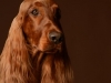 IrishSetter010