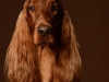 IrishSetter011