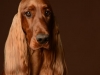 IrishSetter012