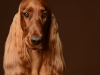 IrishSetter013