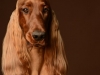 IrishSetter014