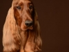 IrishSetter015