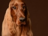 IrishSetter016