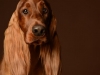 IrishSetter017