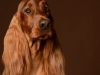 IrishSetter018