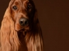 IrishSetter019