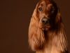 IrishSetter020