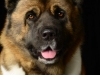 akitas001