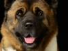 akitas002