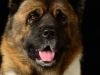 akitas003