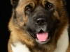 akitas004
