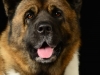 akitas005