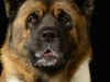 akitas006