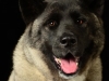 akitas007