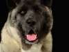 akitas008