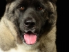 akitas009