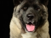 akitas010