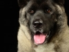 akitas011